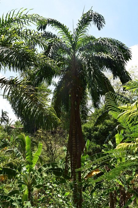 Pejibaye (Bactris gasipaes)