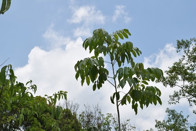 Pili Nut (Canarium ovatum)