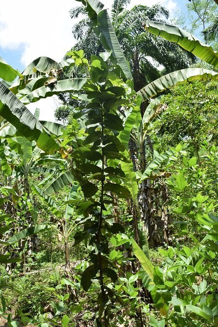 Tahitian Chestnut (Inocarpus edulis)