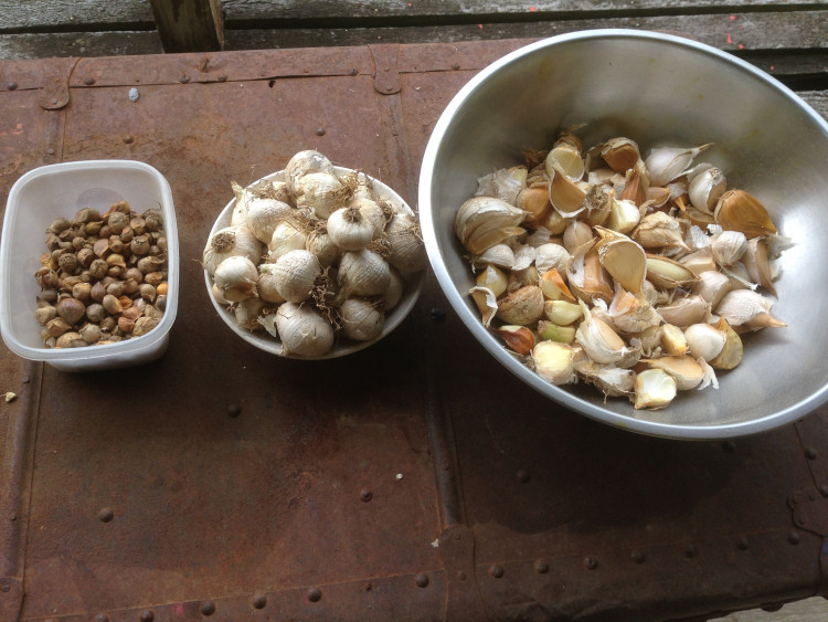 The three stages of the Russian garlic. The small balls, the single clove bulb and then the divided bulbs. 