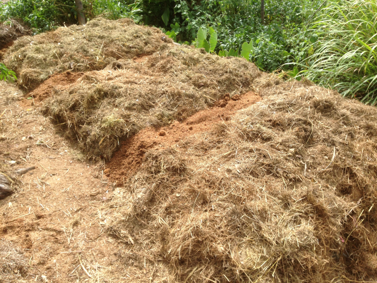 The mulched beds with sawdust on the paths. 