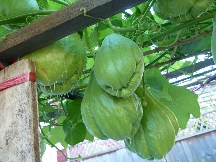 Chayote (Courtesy of Wendy Cutler)