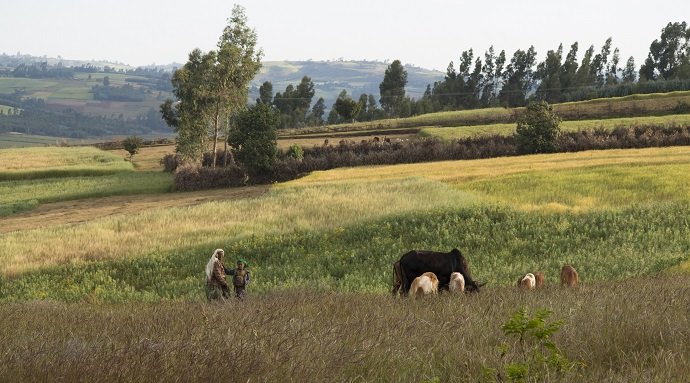 farmer and cattle in Ethiopia