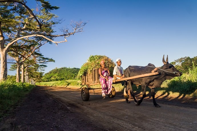 Malagasy couple and zebu cart
