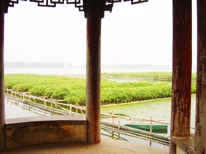 Aquaponics system largescale floating wetlands with vetiver roots protecting fish health in Aquaculture lake in China, courtesy Tom Duncan.
