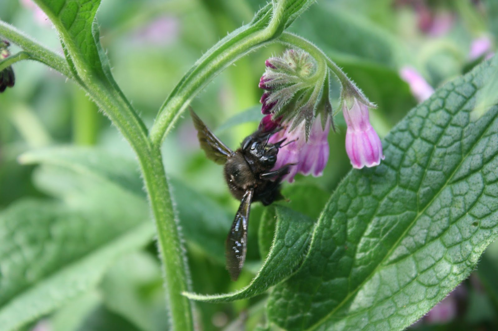 Xylocopa violacea - Violet carpenter bee feeding from our comfrey patch. 