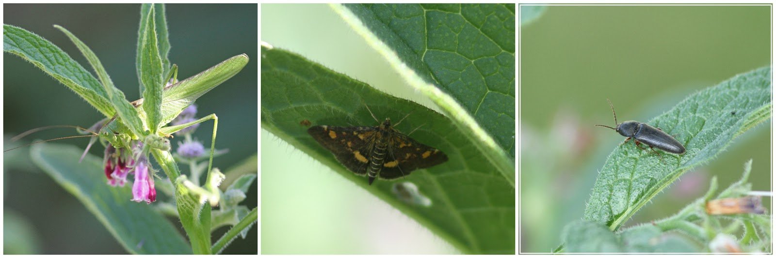 Photos of invertebrates on our Comfrey plants - by Peter Alfrey.