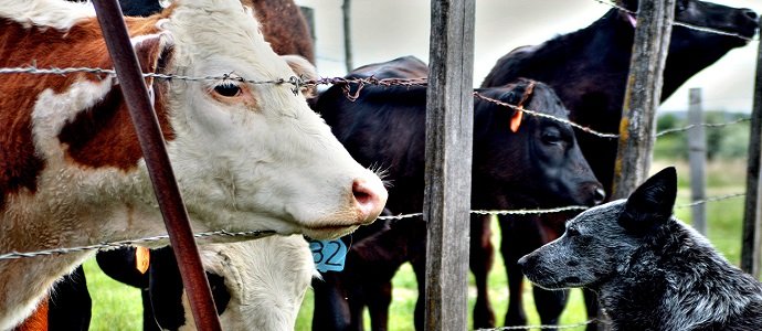 Cattle and Water Use - The Permaculture Research Institute