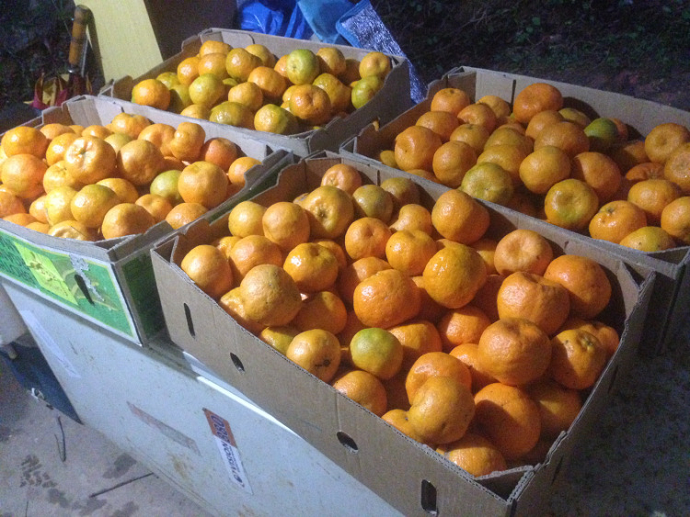 Mandarines boxed and ready to go the the local organic co-op. 