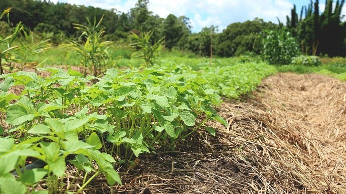 PRI Zaytuna Farm. Courtesy of Geoff Lawton.