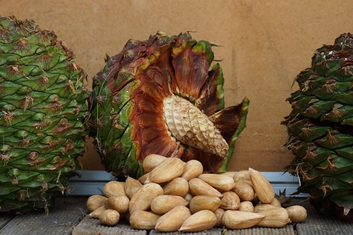 Bunya Nuts (photo courtesy of adze45)