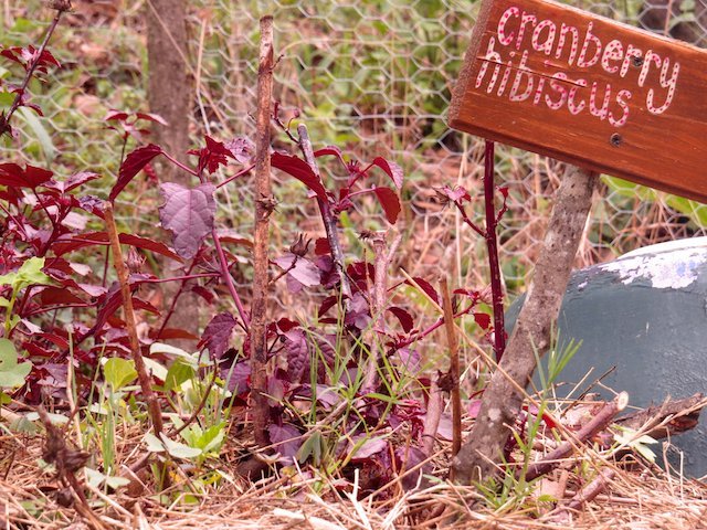 Cranberry Hibiscus (Image Courtesy - Emma Gallagher)
