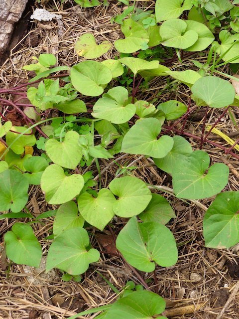 Sweet Potato (Image Courtesy - Emma Gallagher)