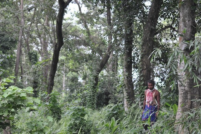 The forest of Molai Santuary. Photo credit: Photo by Jitu Kalita.