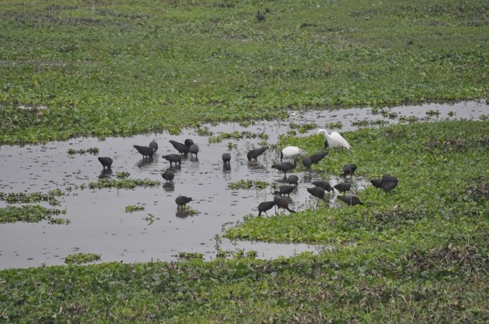 The resident birds around a water body. Photo credit: Photo by Jitu Kalita.
