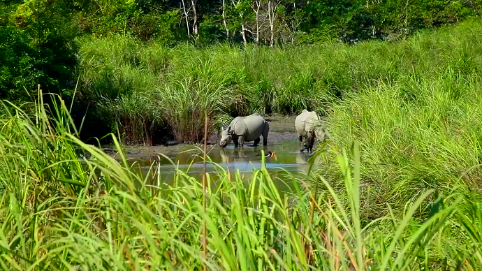 One horned Indian Rhinoceros in a swamp. Photo credit: Photo by William Douglas Mcmaster.