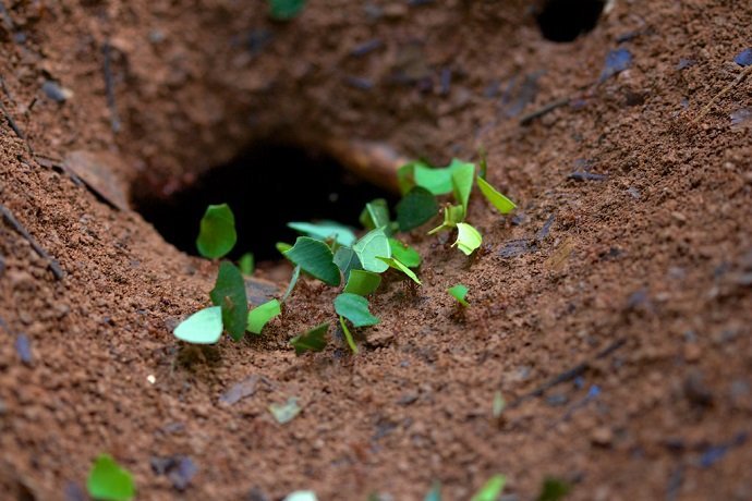 Leaf-cutter ants transporting cut leaves to their subterranean nests. Christopher "cricket" Hynes, Source: Flickr