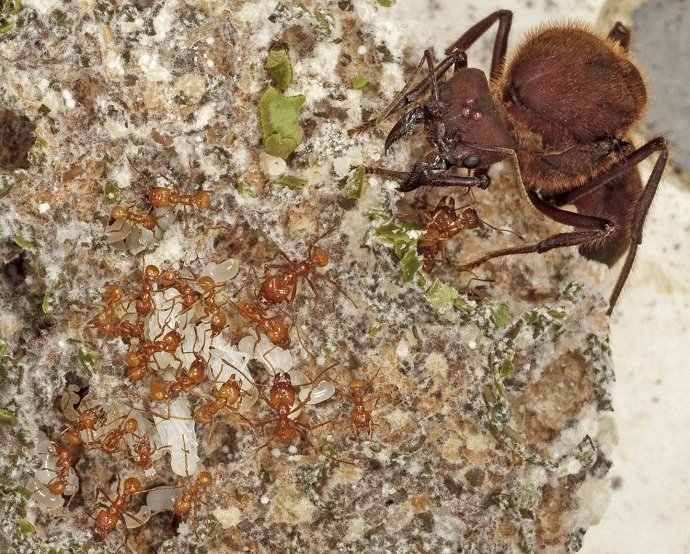 A fungus-farming ant colony is a complex society with division of labor among many size classes. In this close-up, tiny nurse ants tending to white ant larvae are dwarfed by the queen ant in the upper right. All the ants feed upon protein-rich food produced by a white-grey fungus that they cultivate underground. The fungus decomposes fresh, leafy greens brought underground by leafcutters, which can defoliate whole trees to feed the colony. Credit; Karolyn Darrow.