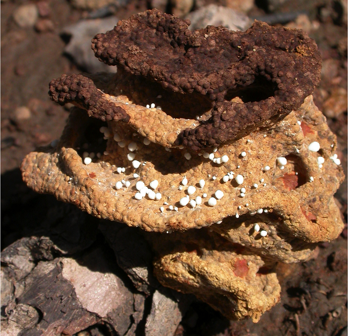 This is a termite 'fungus garden'. The darker layer was freshly added. Credit: Judith Korb