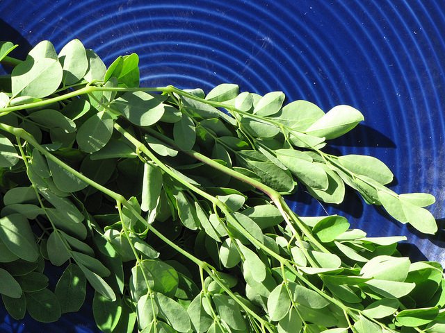 Moringa Leaves (Courtesy of Forest and Kim Starr)