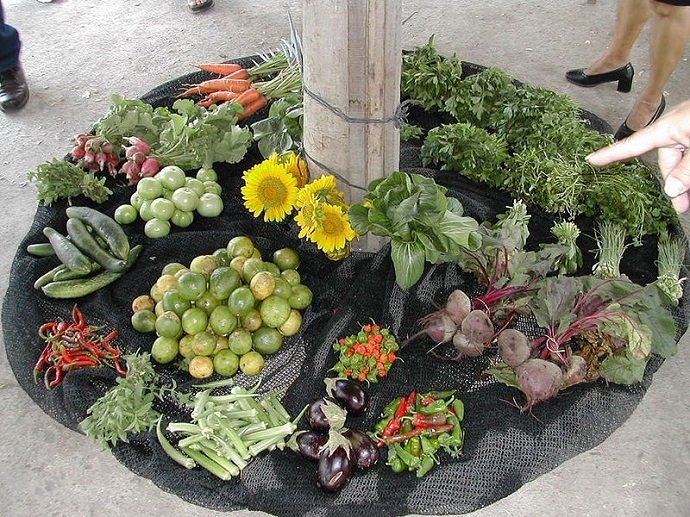Produce and flowers from a Cuban organopónico. Via Wiki.