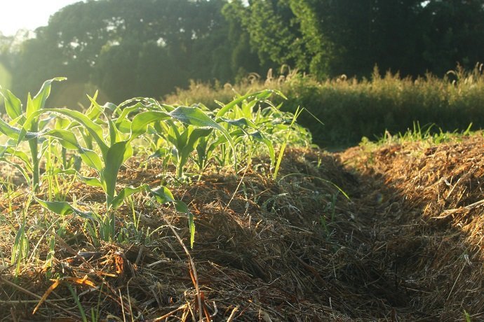 Confusing your Compost with your Mulch 01