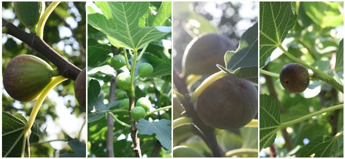 Dig the Fig - The Essential Guide to All You Need to Know About Figs