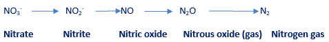 Figure 1: Stages of denitrification reaction 