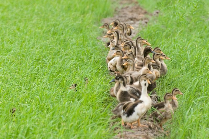 The Use of Ducks in Rice Fields in the Control of Weed and Pest 02