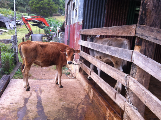 The two smaller calves, tied up to be fed and ticked