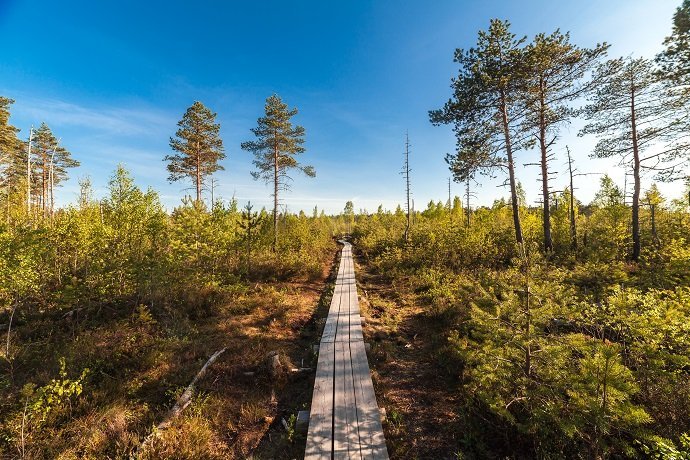 Wooden path on bog land in Estonia