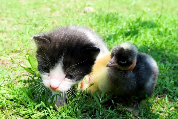 Kitten and baby chicks