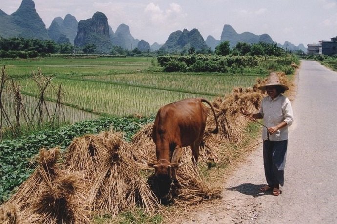 China Rice Field with Farmer: Markus Raab: CC 2.5