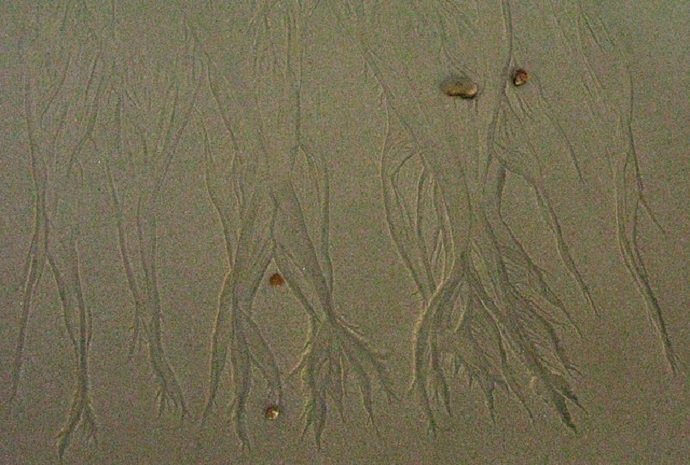 Dendritic Sand (Courtesy of Dave Bonta)