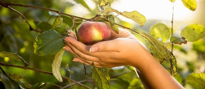 Arctic Apples: A fresh new take on genetic engineering - Science in the News