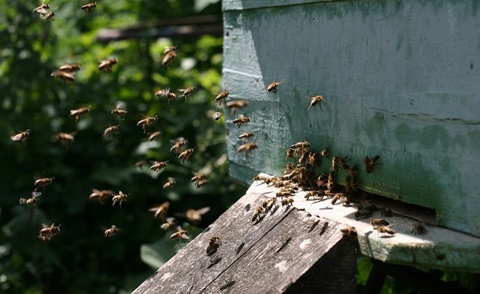 Honey bees before the hive