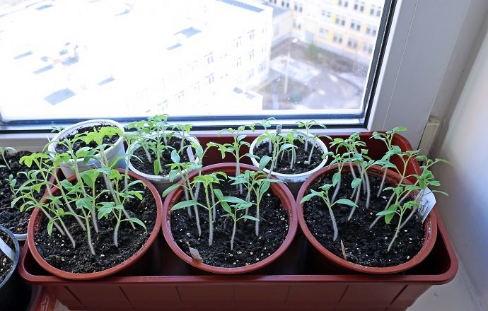 Tomato seedlings on the windowsill