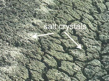 Figure 1: Salt crystals on the soil surface of saline soils. Source: https://www.fao.org/docrep/006/x8234e/x8234e00.htm#Contents