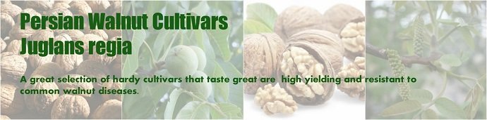 Walnut cultivars for Permaculture and Forest Gardens 