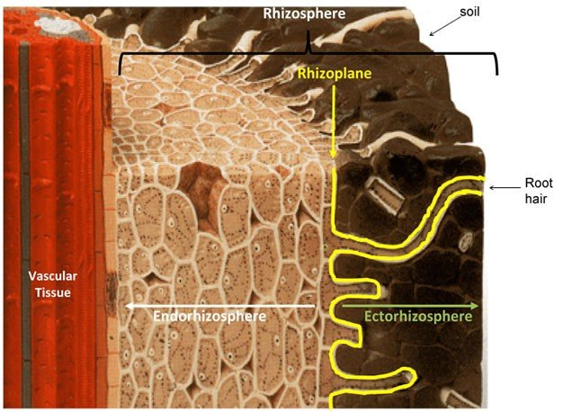 Figure 1: Image of the rhizosphere showing its three described sections-the endorhizosphere, the rhizoplane and the ectorhizosphere. Source: McNear H. (2013)