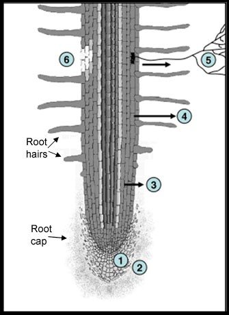 Figure 2: Diagram of a root in the rhizosphere showing six areas of rhizodeposition 1. Sloughing-off of root cap, 2. Loss of mucilage (which functions as a root lubricant), 3. Loss of soluble root exudates, 4. Release of volatile organic carbon, 5. Loss of carbon in symbiotic relationship, 6. Loss of carbon owing to death or rupture of root cells. Source: https://www.nature.com/scitable/content/schematic-of-a-root-showing-6-major-68130482