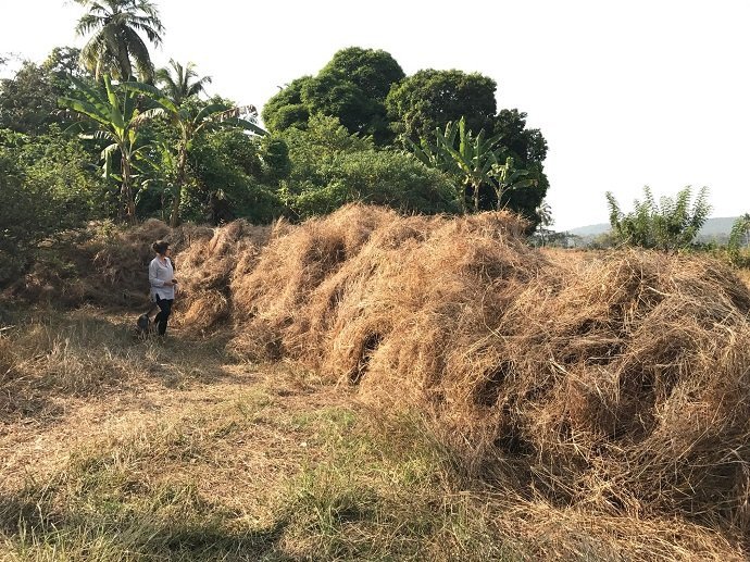 Collecting the rice stalks  and wild grasses. It's a race to get them stocked before the big burn off.