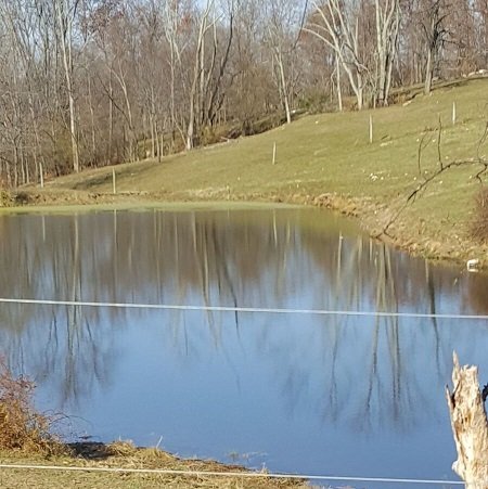 An Amish Neighbor's Pond