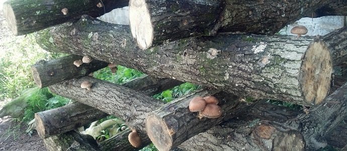 Rustic Mushroom Wood Burning