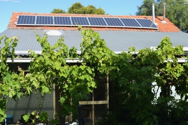 Our small 2kw solar array. We produce almost twice as much electricity as we use. Underlined by a grape vine. 
