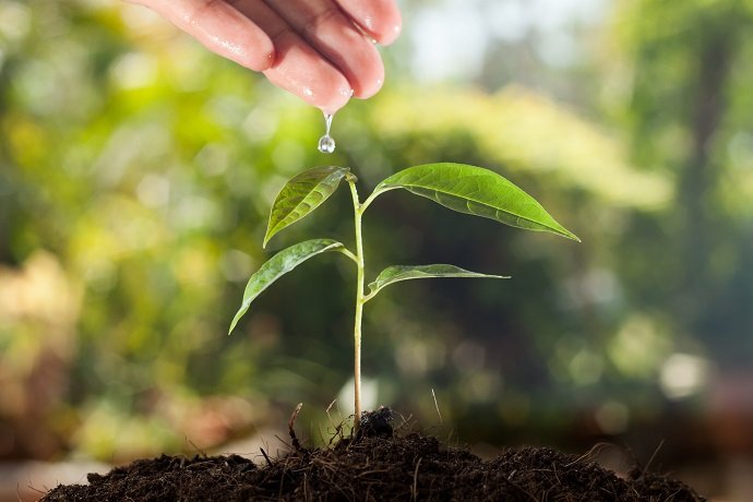 Farmer's hand watering a young plant with green bokeh background