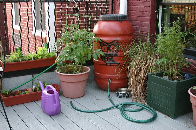 Rain Barrel (Courtesy barb howe)