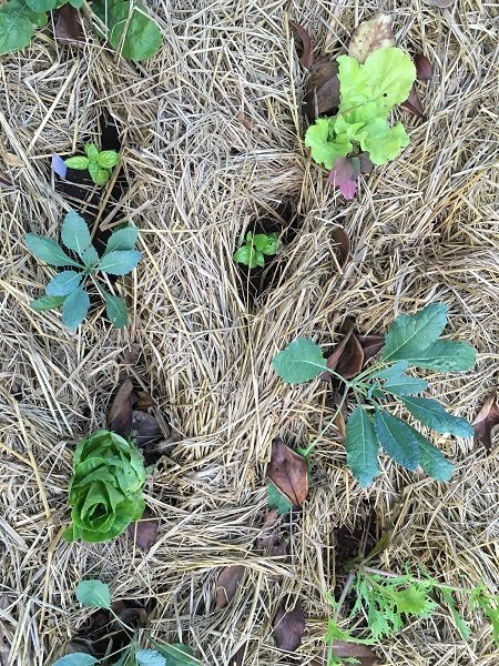 Young plants under a protective blanket of mulch. 