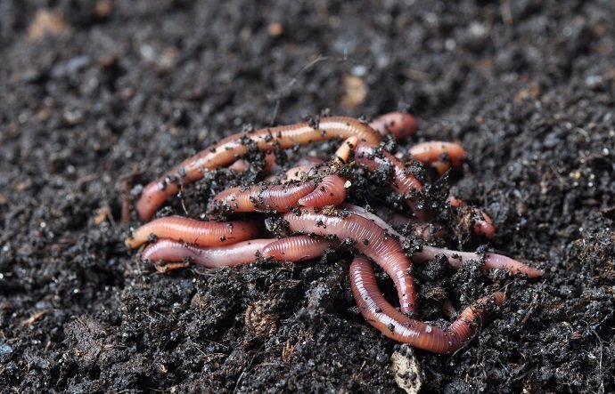 Group of earthworms.