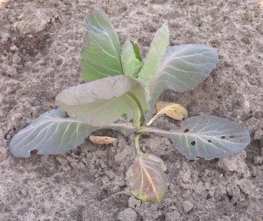 Nitrogen deficiency in a young cabbage plant. Photo credit: Wikipedia 